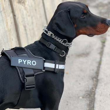 Personalised Dog Harness