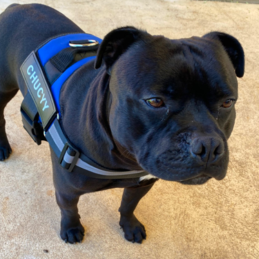 Personalised Dog Harness
