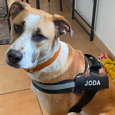 Personalised Dog Harness