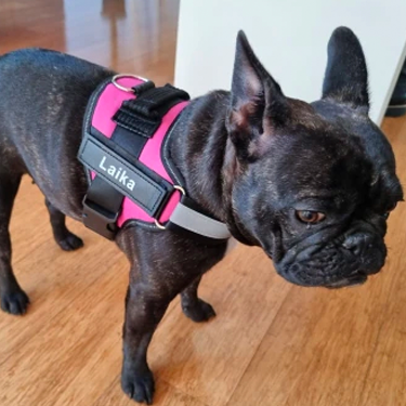 Personalised Dog Harness