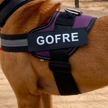 Personalised Dog Harness