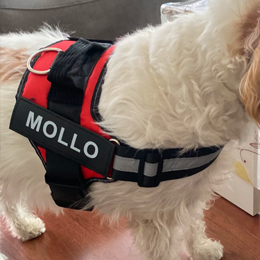 Personalised Dog Harness