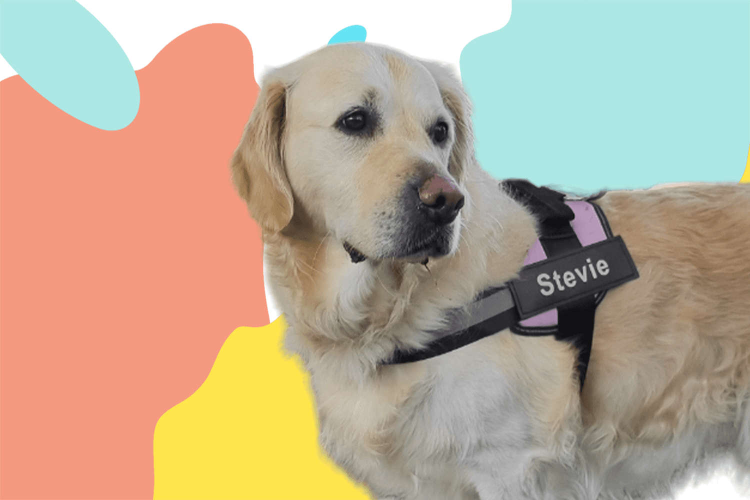 Create your custom dog harness
