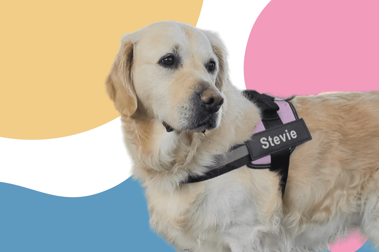 DogHarnessCo hero banner