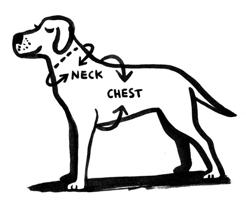 Dog harness measurement points
